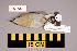  ( - UWBM 59537)  @14 [ ] Copyright (2008) Unspecified Burke Museum of Natural History and Culture