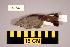  ( - UWBM 59537)  @14 [ ] Copyright (2008) Unspecified Burke Museum of Natural History and Culture