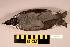  ( - UWBM 74989)  @14 [ ] Copyright (2008) Unspecified Burke Museum of Natural History and Culture