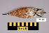  ( - UWBM 73192)  @13 [ ] Copyright (2008) Unspecified Burke Museum of Natural History and Culture