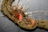  ( - 11BIOAK-0829)  @13 [ ] CreativeCommons - Attribution (2011) BOLD Centre for Biodiversity Genomics