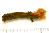  ( - 11BIOAK-0929)  @14 [ ] CreativeCommons - Attribution (2011) BOLD Centre for Biodiversity Genomics