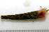  ( - 11BIOAK-0930)  @13 [ ] CreativeCommons - Attribution (2011) BOLD Centre for Biodiversity Genomics