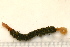  ( - 11BIOAK-1299)  @12 [ ] CreativeCommons - Attribution (2011) BOLD Centre for Biodiversity Genomics