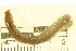  ( - 11BIOAK-1344)  @13 [ ] CreativeCommons - Attribution (2011) CBG Photography Group Centre for Biodiversity Genomics
