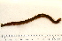  ( - 11BIOAK-1395)  @13 [ ] CreativeCommons - Attribution (2011) BOLD Centre for Biodiversity Genomics