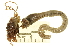  ( - 11BIOAK-1472)  @13 [ ] CreativeCommons - Attribution (2011) CBG Photography Group Centre for Biodiversity Genomics