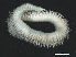  ( - 11BIOAK-1483)  @14 [ ] CreativeCommons - Attribution (2011) CBG Photography Group Centre for Biodiversity Genomics