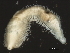  ( - 11BIOAK-1484)  @13 [ ] CreativeCommons - Attribution (2011) CBG Photography Group Centre for Biodiversity Genomics