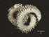  ( - 11BIOAK-1488)  @14 [ ] CreativeCommons - Attribution (2011) CBG Photography Group Centre for Biodiversity Genomics