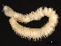  ( - 11BIOAK-1497)  @13 [ ] CreativeCommons - Attribution (2011) CBG Photography Group Centre for Biodiversity Genomics