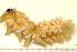  (Chaetopterus variopedatus - 11BIOAK-1581)  @13 [ ] CreativeCommons - Attribution (2011) BOLD Centre for Biodiversity Genomics