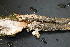  ( - 11BIOAK-1581)  @12 [ ] CreativeCommons - Attribution (2011) BOLD Centre for Biodiversity Genomics
