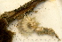  ( - 11BIOAK-0817)  @12 [ ] CreativeCommons - Attribution (2011) BOLD Centre for Biodiversity Genomics