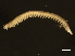  ( - 11BIOAK-0833)  @14 [ ] CreativeCommons - Attribution (2011) CBG Photography Group Centre for Biodiversity Genomics