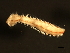  ( - 11BIOAK-0853)  @13 [ ] CreativeCommons - Attribution (2011) CBG Photography Group Centre for Biodiversity Genomics