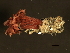  (Schizobranchia - 11BIOAK-0899)  @14 [ ] CreativeCommons - Attribution (2011) CBG Photography Group Centre for Biodiversity Genomics