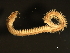  ( - 11BIOAK-1029)  @14 [ ] CreativeCommons - Attribution (2011) CBG Photography Group Centre for Biodiversity Genomics