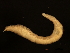  ( - 11BIOAK-1093)  @13 [ ] CreativeCommons - Attribution (2011) CBG Photography Group Centre for Biodiversity Genomics