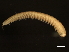  ( - 11BIOAK-1098)  @14 [ ] CreativeCommons - Attribution (2011) CBG Photography Group Centre for Biodiversity Genomics