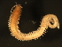  ( - 11BIOAK-1115)  @14 [ ] CreativeCommons - Attribution (2011) CBG Photography Group Centre for Biodiversity Genomics