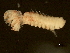  (Megalomma - 11BIOAK-1118)  @14 [ ] CreativeCommons - Attribution (2011) CBG Photography Group Centre for Biodiversity Genomics