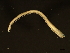  ( - 11BIOAK-1121)  @13 [ ] CreativeCommons - Attribution (2011) CBG Photography Group Centre for Biodiversity Genomics