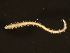  ( - 11BIOAK-1136)  @14 [ ] CreativeCommons - Attribution (2011) CBG Photography Group Centre for Biodiversity Genomics