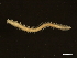  ( - 11BIOAK-1140)  @14 [ ] CreativeCommons - Attribution (2011) CBG Photography Group Centre for Biodiversity Genomics