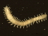  (Nereis pelagica CMC01 - 11BIOAK-1143)  @14 [ ] CreativeCommons - Attribution (2011) CBG Photography Group Centre for Biodiversity Genomics