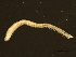  ( - 11BIOAK-1145)  @13 [ ] CreativeCommons - Attribution (2011) CBG Photography Group Centre for Biodiversity Genomics