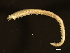  ( - 11BIOAK-1147)  @14 [ ] CreativeCommons - Attribution (2011) CBG Photography Group Centre for Biodiversity Genomics