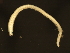  ( - 11BIOAK-1155)  @13 [ ] CreativeCommons - Attribution (2011) CBG Photography Group Centre for Biodiversity Genomics