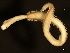  (Glycera nana - 11BIOAK-1208)  @14 [ ] CreativeCommons - Attribution (2011) CBG Photography Group Centre for Biodiversity Genomics
