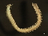  ( - 11BIOAK-1209)  @13 [ ] CreativeCommons - Attribution (2011) CBG Photography Group Centre for Biodiversity Genomics