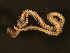  (Phyllodoce groenlandica CMC01 - 11BIOAK-1248)  @14 [ ] CreativeCommons - Attribution (2011) CBG Photography Group Centre for Biodiversity Genomics