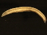  ( - 11BIOAK-1269)  @13 [ ] CreativeCommons - Attribution (2011) CBG Photography Group Centre for Biodiversity Genomics