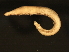  ( - 11BIOAK-1275)  @14 [ ] CreativeCommons - Attribution (2011) CBG Photography Group Centre for Biodiversity Genomics