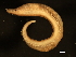  ( - 11BIOAK-1279)  @14 [ ] CreativeCommons - Attribution (2011) CBG Photography Group Centre for Biodiversity Genomics