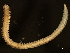  ( - 11BIOAK-1283)  @13 [ ] CreativeCommons - Attribution (2011) CBG Photography Group Centre for Biodiversity Genomics
