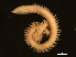  ( - 11BIOAK-1284)  @14 [ ] CreativeCommons - Attribution (2011) CBG Photography Group Centre for Biodiversity Genomics