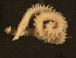  ( - 11BIOAK-1285)  @14 [ ] CreativeCommons - Attribution (2011) CBG Photography Group Centre for Biodiversity Genomics