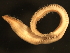  ( - 11BIOAK-1294)  @14 [ ] CreativeCommons - Attribution (2011) CBG Photography Group Centre for Biodiversity Genomics