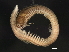  ( - 11BIOAK-1348)  @14 [ ] CreativeCommons - Attribution (2011) CBG Photography Group Centre for Biodiversity Genomics