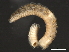  ( - 11BIOAK-1362)  @13 [ ] CreativeCommons - Attribution (2011) CBG Photography Group Centre for Biodiversity Genomics