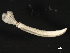  (Chone - 11BIOAK-1372)  @14 [ ] CreativeCommons - Attribution (2011) CBG Photography Group Centre for Biodiversity Genomics