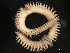 (Scoloplos armiger - 11BIOAK-1378)  @14 [ ] CreativeCommons - Attribution (2011) CBG Photography Group Centre for Biodiversity Genomics