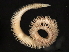  (Orbiniidae - 11BIOAK-1380)  @14 [ ] CreativeCommons - Attribution (2011) CBG Photography Group Centre for Biodiversity Genomics
