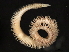  (Leitoscoloplos pugettensis CMC02 - 11BIOAK-1380)  @14 [ ] CreativeCommons - Attribution (2011) CBG Photography Group Centre for Biodiversity Genomics