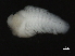  ( - 11BIOAK-1410)  @12 [ ] CreativeCommons - Attribution (2011) CBG Photography Group Centre for Biodiversity Genomics